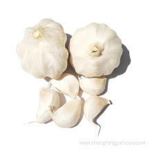 Top Quality Normal White Garlic Planting